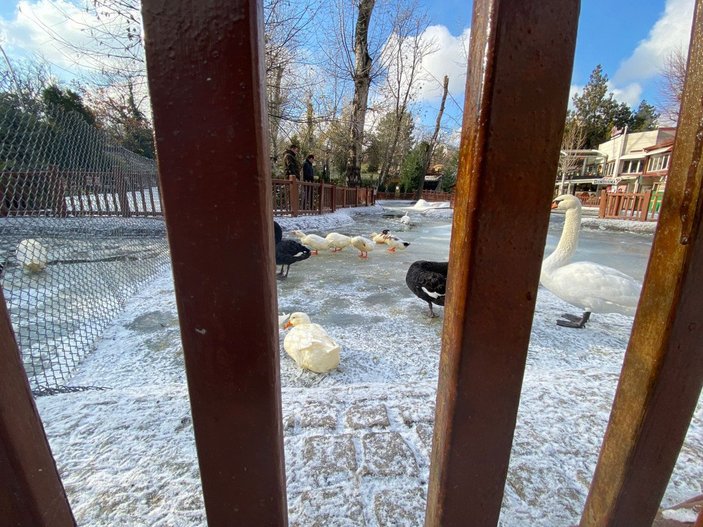 Ankara’nın simgesi Kuğulu Park buz tuttu