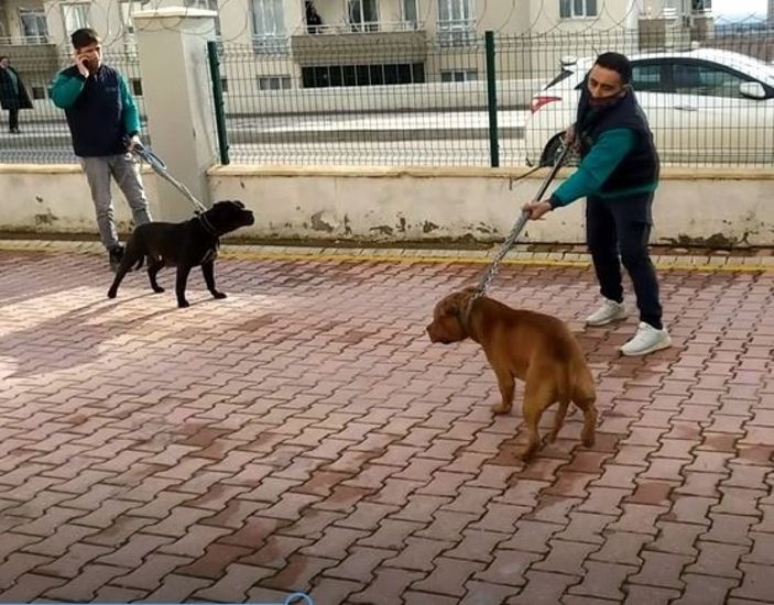 Küçük bir çocuk daha pitbull yüzünden yaşam savaşı veriyor