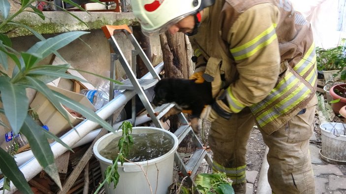 Kartal’da yanan evdeki köpek ve kediler son anda kurtarıldı