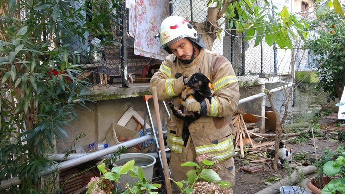 Kartal’da yanan evdeki köpek ve kediler son anda kurtarıldı