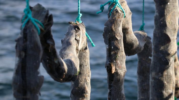 Marmara Denizi'ne kurulan midye çitflikleri bir taşla iki kuş vuracak