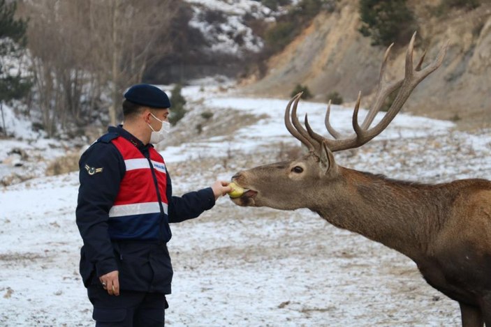 Kastamonu'da jandarmanın elle beslediği geyikler