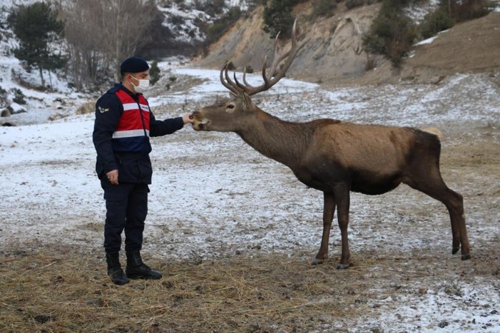 Kastamonu'da jandarmanın elle beslediği geyikler