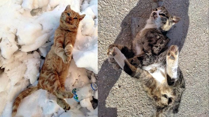 Kahramanmaraş’ta, 2 sokak kedisi soğuktan dondu