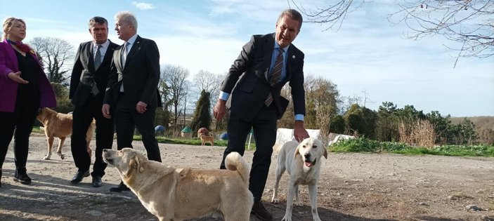 Mustafa Sarıgül’ün, sokak hayvanları açıklaması: Kısırlaştıralım yerinde yaşatalım