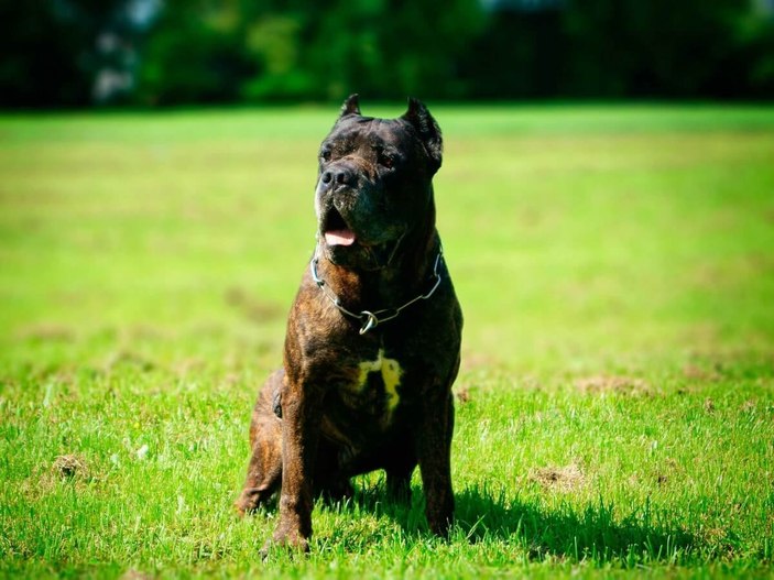 Yasaklı köpek türleri