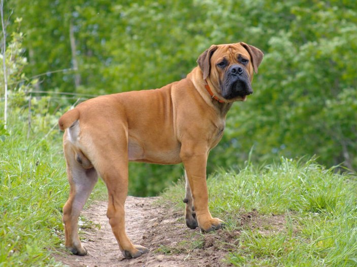 Yasaklı köpek türleri