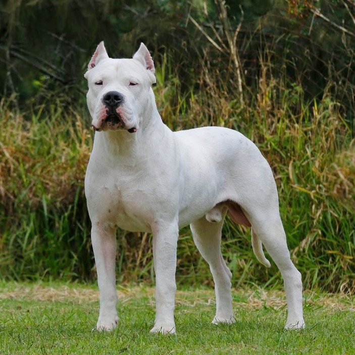 Yasaklı köpek türleri