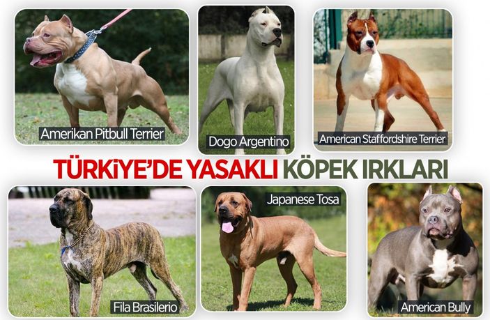 Başıboş sokak hayvanları için 81 ile genelge gönderildi