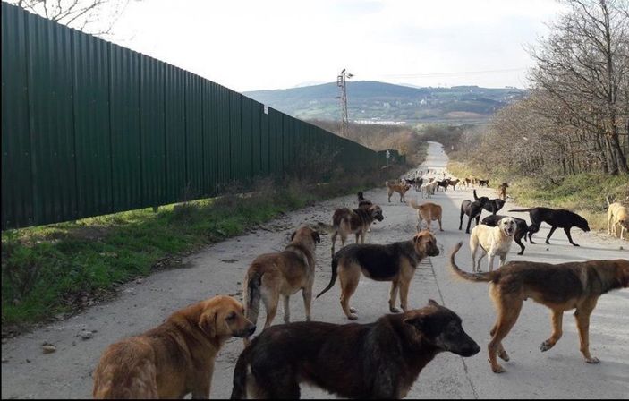 Başıboş sokak hayvanları için 81 ile genelge gönderildi
