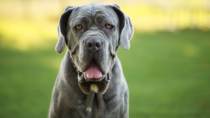 Yasaklı köpek türleri