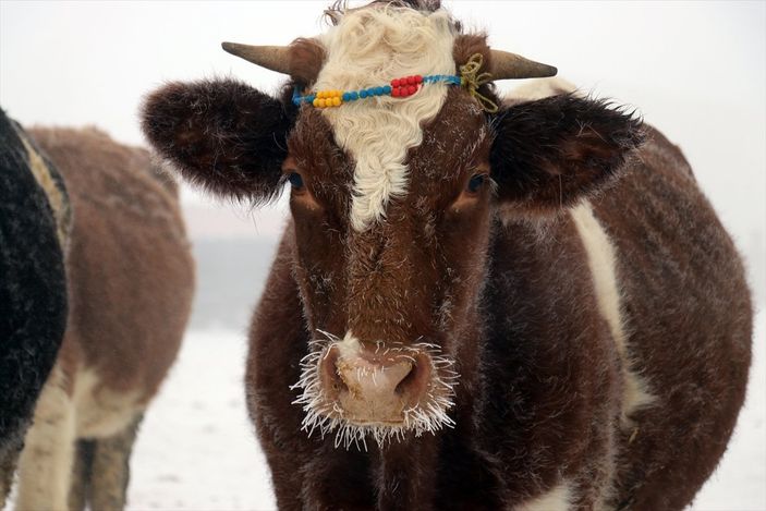 Ağrı ve Ardahan buz tuttu