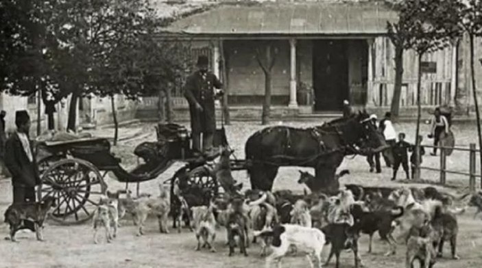 Vakanüvis yazdı: Bizden ve Avrupa’dan itlaf hikayeleri