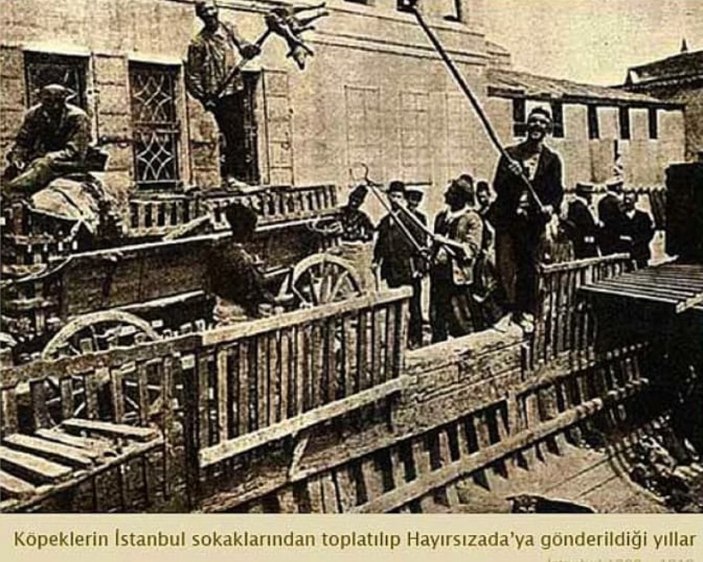 Vakanüvis yazdı: Bizden ve Avrupa’dan itlaf hikayeleri