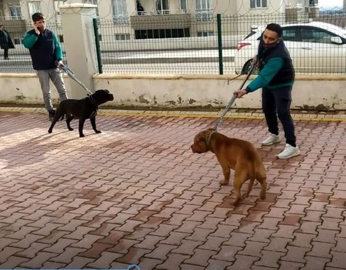 Gaziantep'teki pitbull saldırısında 2 tutuklama