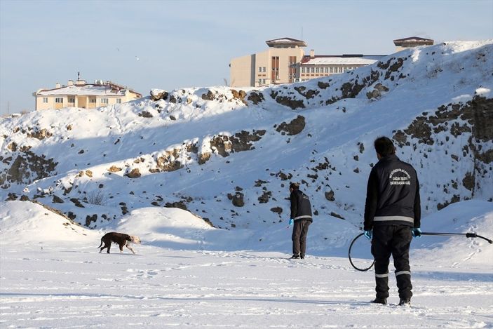 a Van'da sahipsiz pitbull belediyeyi harekete geçirdi
