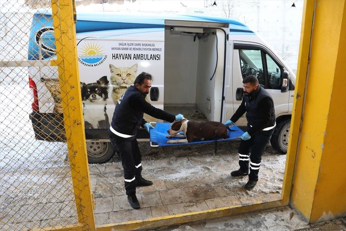 a Van'da sahipsiz pitbull belediyeyi harekete geçirdi