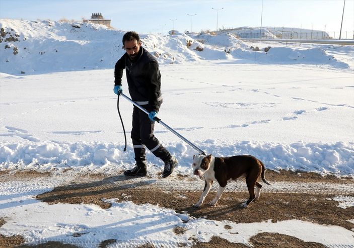 a Van'da sahipsiz pitbull belediyeyi harekete geçirdi