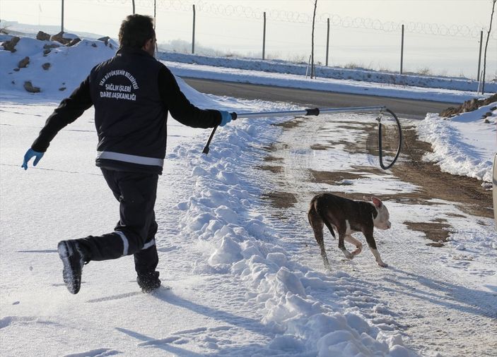 a Van'da sahipsiz pitbull belediyeyi harekete geçirdi