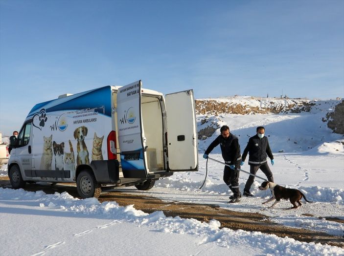a Van'da sahipsiz pitbull belediyeyi harekete geçirdi