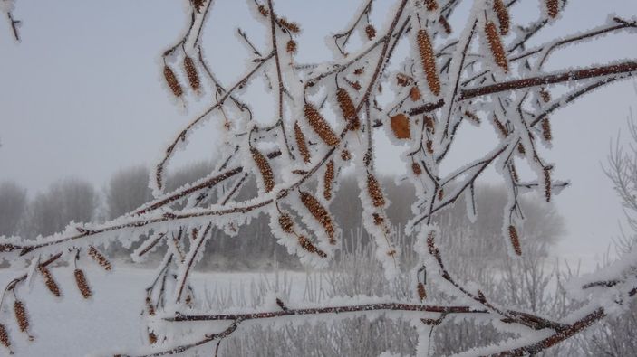 Ağrı ve Ardahan buz tuttu