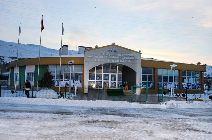 a Van'da sahipsiz pitbull belediyeyi harekete geçirdi