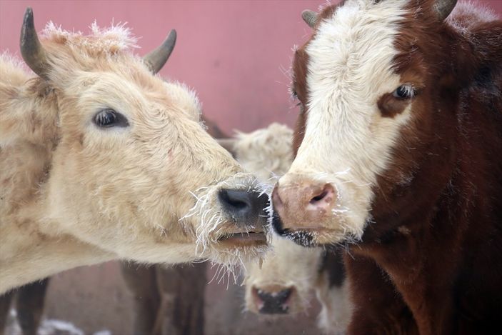 Ağrı ve Ardahan buz tuttu