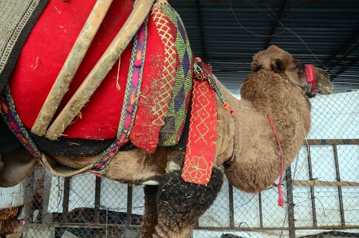 Aydın'daki deve borç nedeniyle haczedildi