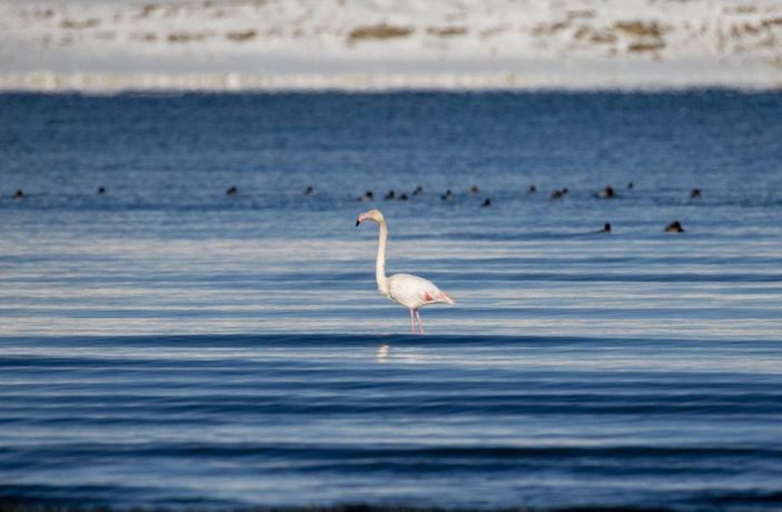 Flamingolar bu kış Van'ı terk etmedi