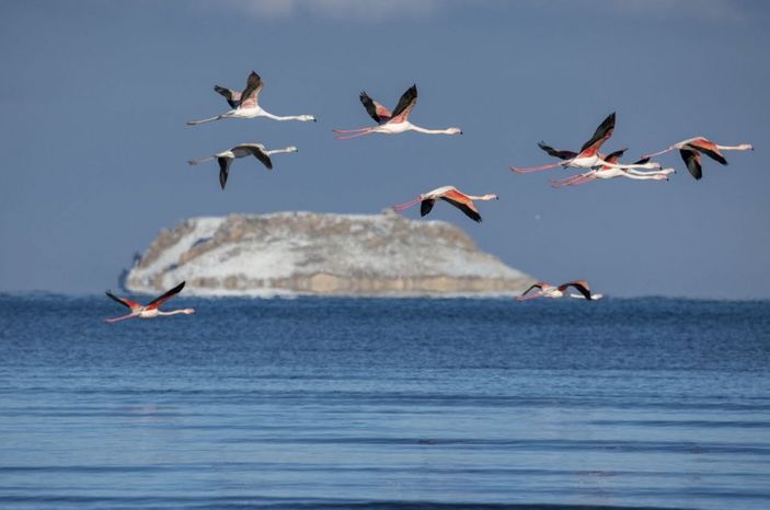Flamingolar bu kış Van'ı terk etmedi