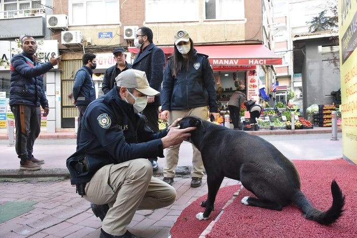 Yasaklı ırk köpek denetimi devam ediyor