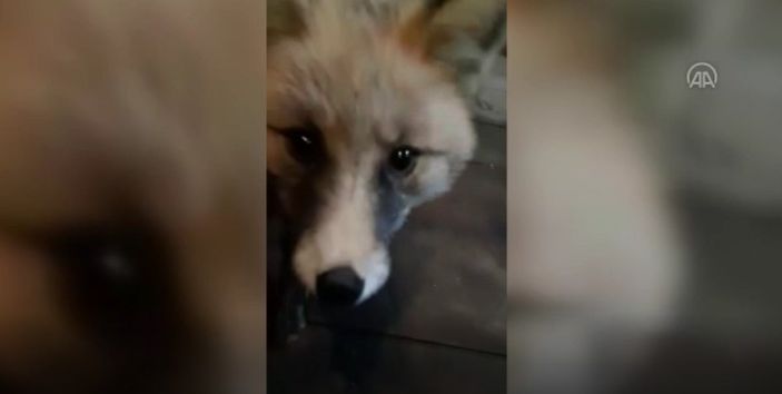 Rizeli esnafın tilkilerle gülümseten sohbeti