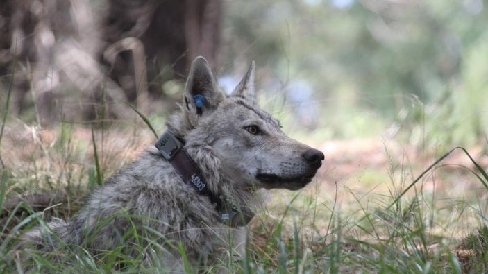 Sarıkamış kurdunun 1600 kilometrelik yolculuğu