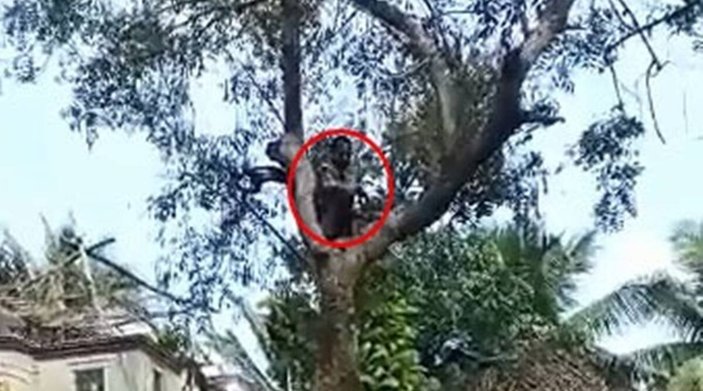 Hindistan'da koronavirüs aşısından kaçan adam ağaca tırmandı