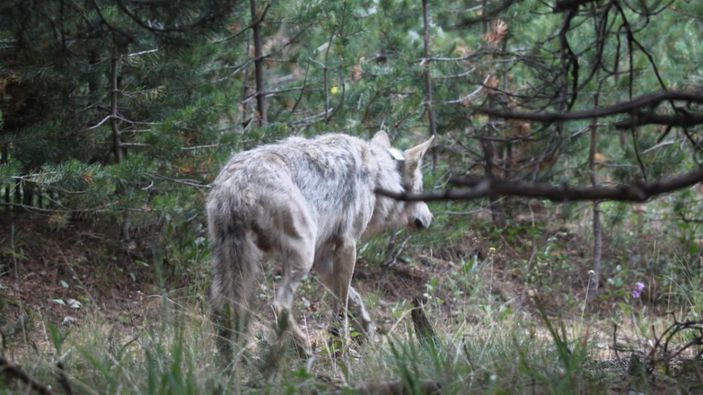 Sarıkamış kurdunun 1600 kilometrelik yolculuğu