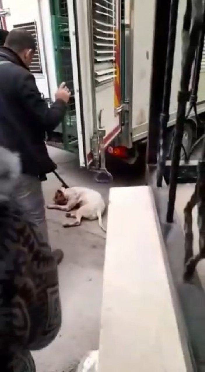 Bursa'daki camide pitbull operasyonu