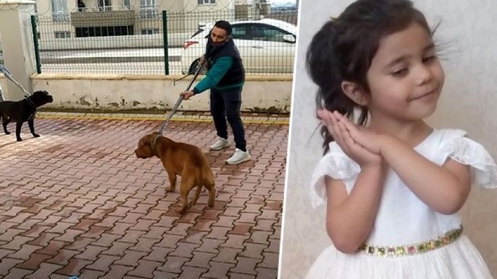 HAYTAP Başkanı Şenpolat: Saldıran hayvanın sahibi cinayete teşebbüsten yargılanmalı
