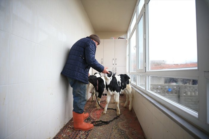 Kırklareli'nde taşkından kurtardığı buzağılarını balkonunda besliyor