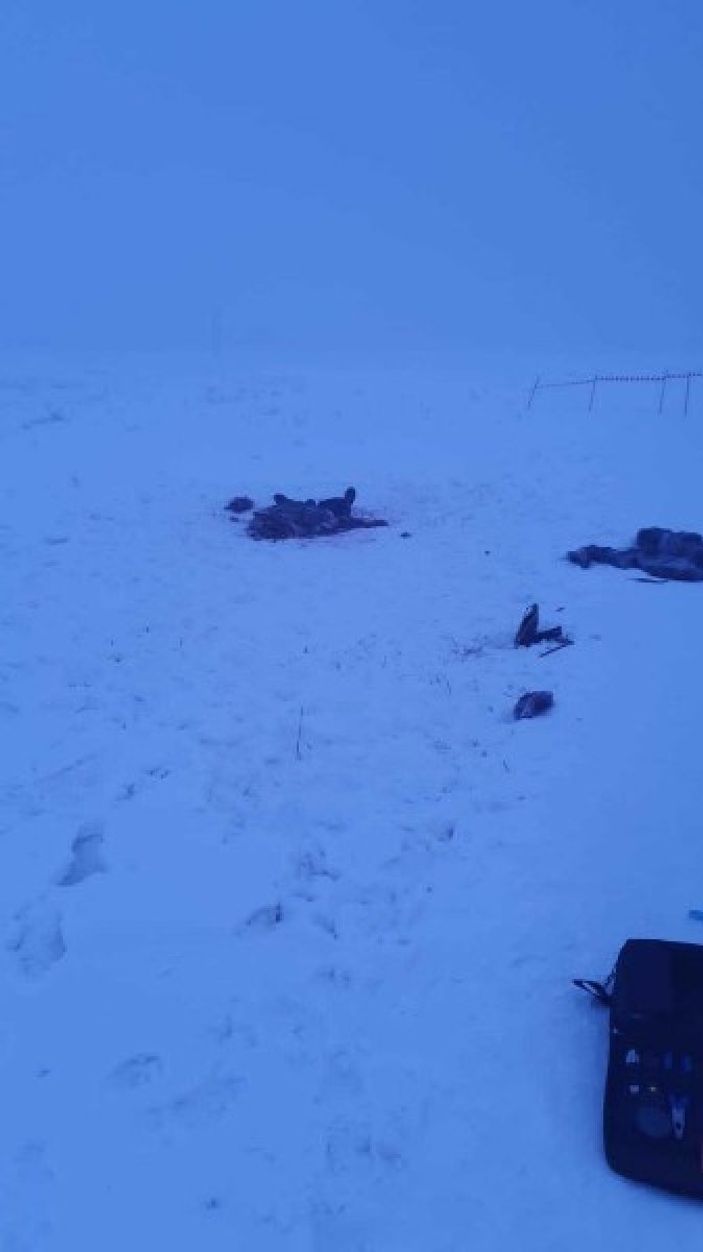 İ Rusya'daki Kimya profesörü köpek saldırısında can verdi