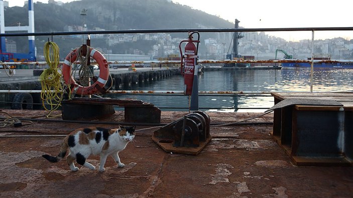 Gemide doğan kedi 'Lolipop', Türkiye'nin birçok limanını gördü