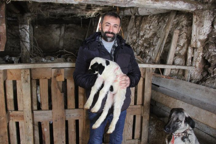 Sivas'ta Kangal köpeği, yavru kuzuyu emziriyor