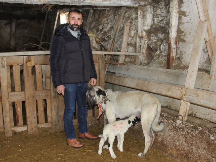 Sivas'ta Kangal köpeği, yavru kuzuyu emziriyor
