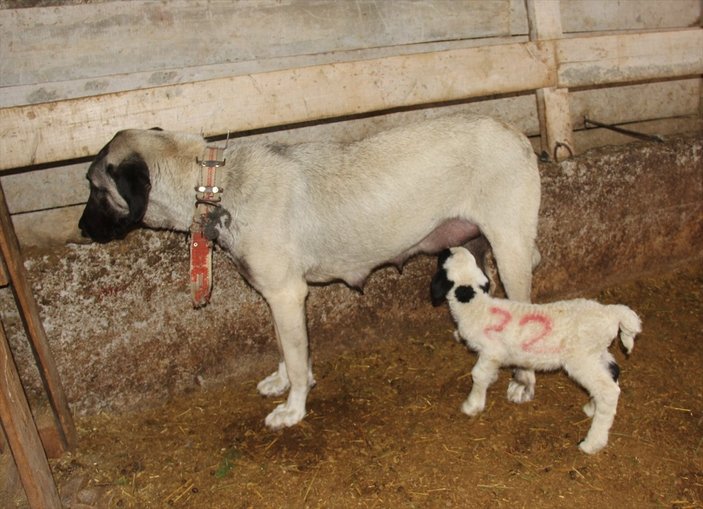 Sivas'ta Kangal köpeği, yavru kuzuyu emziriyor