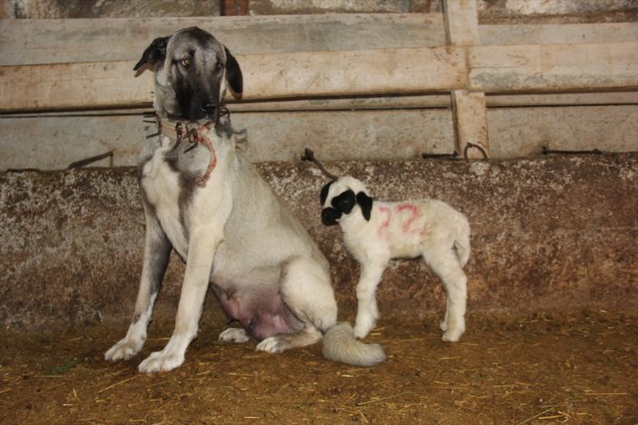 Sivas'ta Kangal köpeği, yavru kuzuyu emziriyor