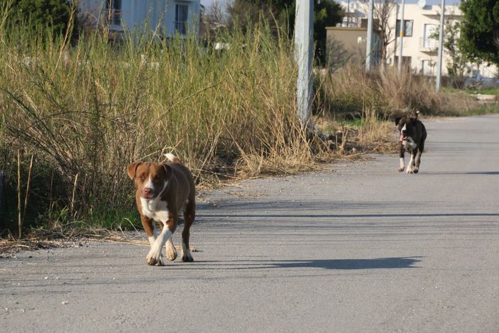 Antalya’da sokak köpeği tarafından ısırılan aşçı kadın kabusu yaşadı
