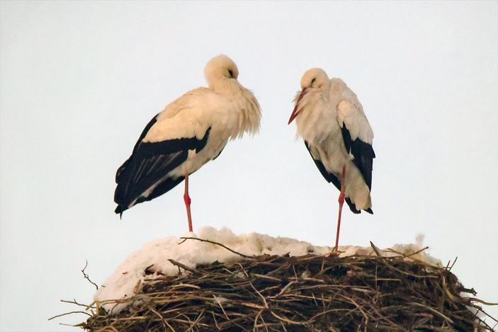 a Hakkari'de göç etmeyen leyleklere köylüler sahip çıktı