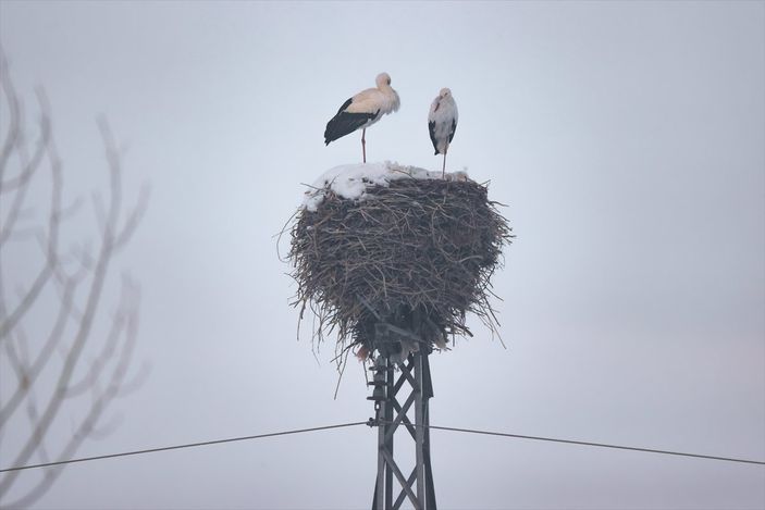 a Hakkari'de göç etmeyen leyleklere köylüler sahip çıktı