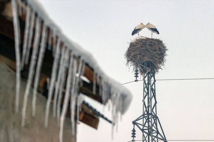 a Hakkari'de göç etmeyen leyleklere köylüler sahip çıktı