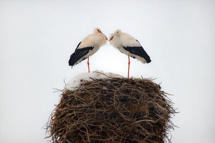a Hakkari'de göç etmeyen leyleklere köylüler sahip çıktı