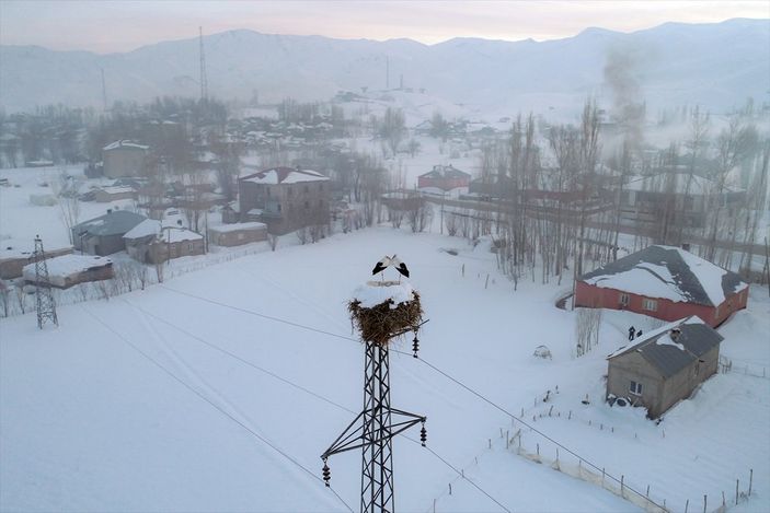 a Hakkari'de göç etmeyen leyleklere köylüler sahip çıktı